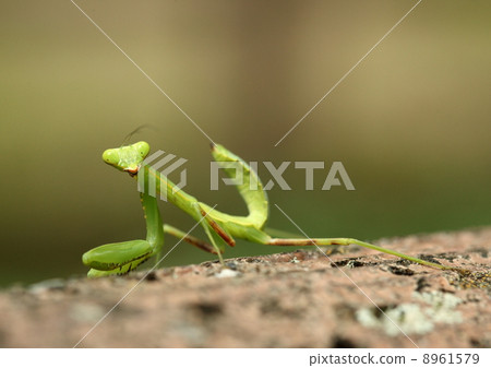 昆蟲halibirakamakiri 8961579