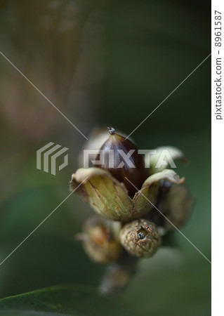 Fruit of plant Sudaji 8961587