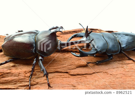 在日本okuwagata的交鋒whiteback與日本甲蟲吠聲吠聲 8962521