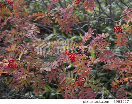 秋天的開始 秋天的開始 8963927