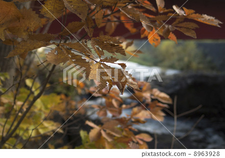 Kinsen gate 2013年秋季 Kinsen gate 2013年秋季 8963928