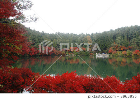 Inaga lake and autumn leaves of Mt. 8963955