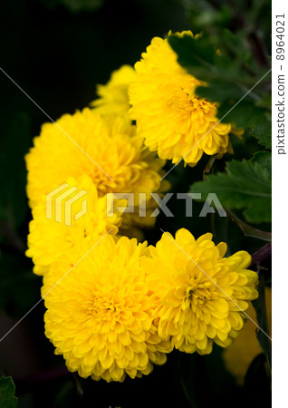 Spray chrysanthemum 8964021