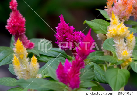 Colorful feathers Kaitou Colorful feathers Kaitou 8964034