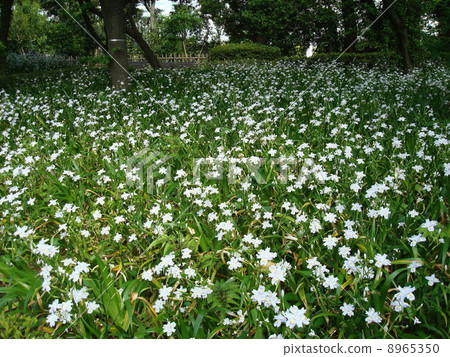 The Imperial Palace of the Spring where Shiga Blooms East Gardens (Ninomaru Garden Area) 8965350