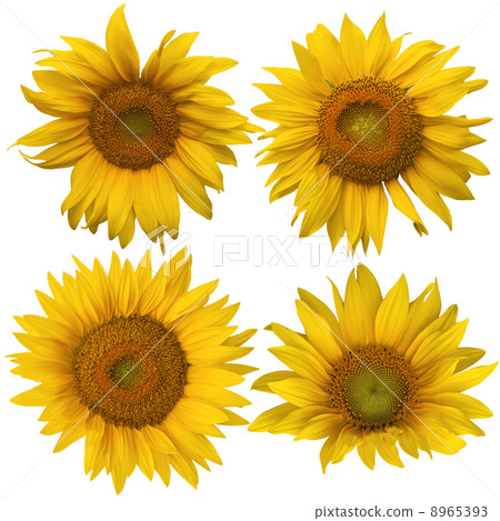 Four different sunflowers isolated against white 8965393