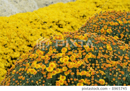 清澈的菊花 清澈的菊花 8965745