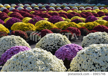 多彩多姿的菊花 多彩多姿的菊花 8965746
