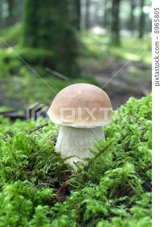 Yamadoritake 8965805