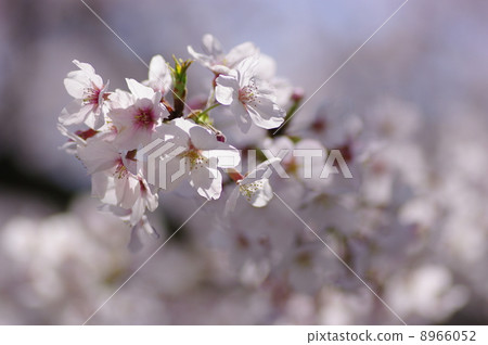 吉野染美 8966052