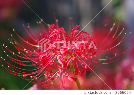 群集孤挺花 群集孤挺花 8966054