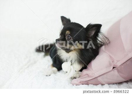 奇瓦瓦州和服 奇瓦瓦州和服 8966322