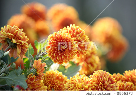 秋天的菊花 8966373