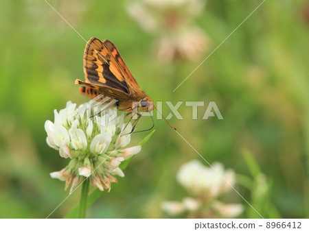 Animals and insects with white-tailed insects 8966412