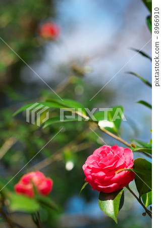 茶花 茶花 8966910