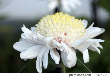 Temporary chrysanthemum 8967303