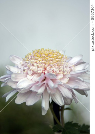 Temporary chrysanthemum Temporary chrysanthemum 8967304