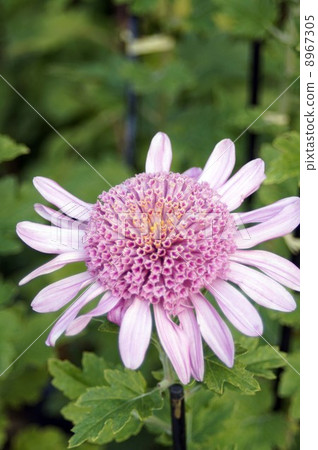 Temporary chrysanthemum 8967305