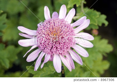 臨時菊花 8967306