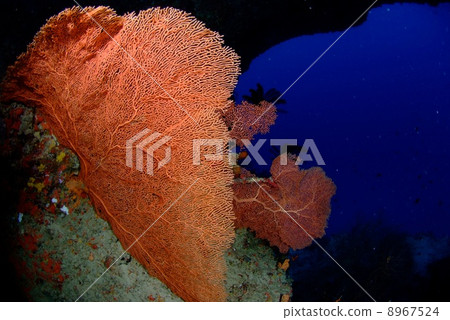 大海蝨 大海蝨 8967524