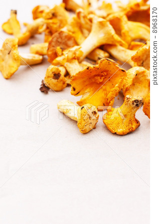chanterelle mushrooms chanterelle mushrooms 8968170