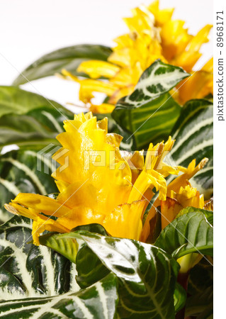 Aphelandra squarrosa Aphelandra squarrosa 8968171