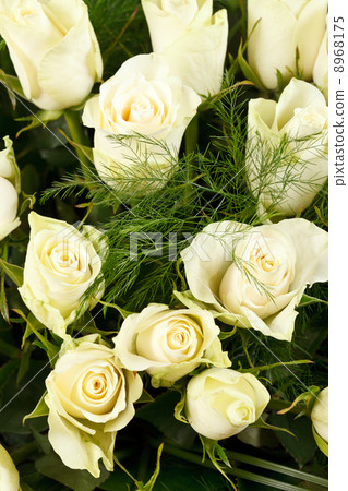 white roses white roses 8968175