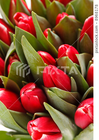 beautiful tulips 8968178