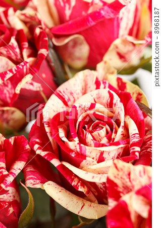 beautiful roses beautiful roses 8968187