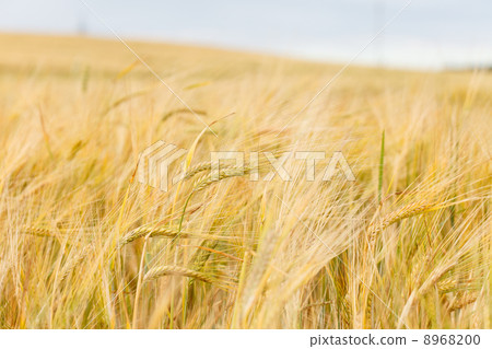 cereal field 8968200
