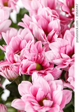 Chrysanthemum Flowers Chrysanthemum Flowers 8968447