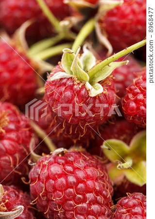 fresh raspberries fresh raspberries 8968477