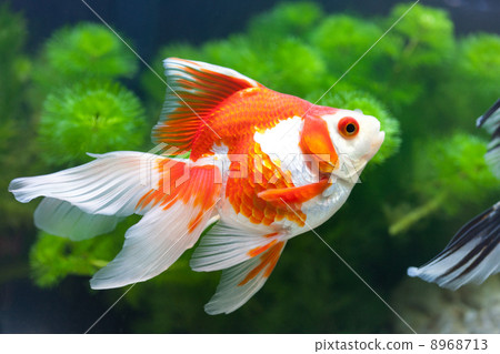 Goldfish   8968713