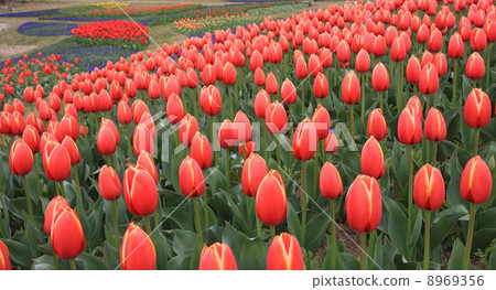 春天到了 8969356