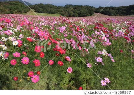 波斯菊花 8969357