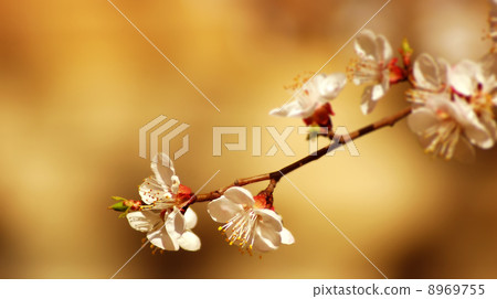 flower tree 8969755