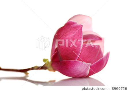 magnolia flower 8969756