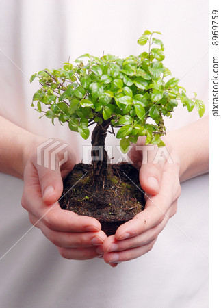 Hands holding a Bonsai tree 8969759