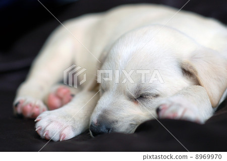 Sleeping Labrador puppy 8969970
