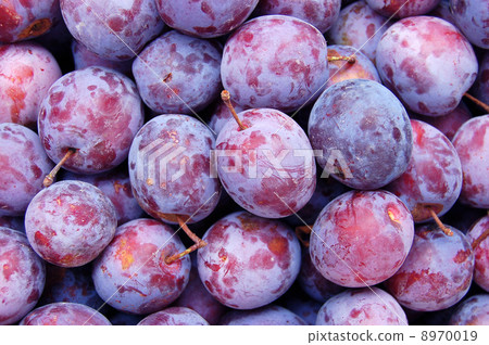 Plum Plum 8970019