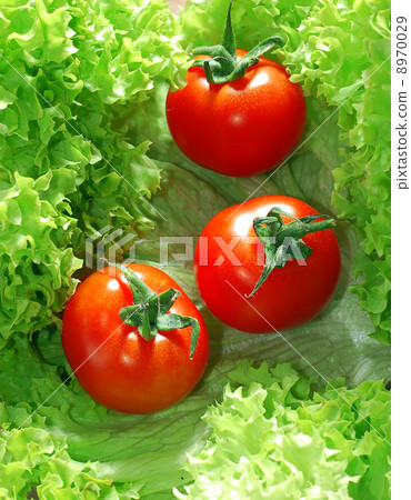 Fresh salad with tomatoes 8970029