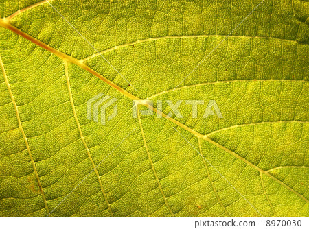 GREEN LEAF BACKGROUND 8970030