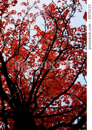 凱德的樹 8970225