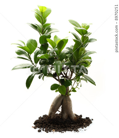 Ficus ginseng with soil 8970251