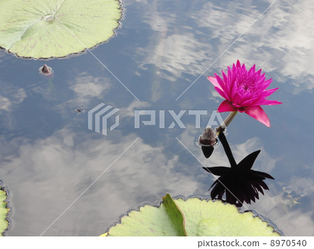 蓮花 蓮花 8970540