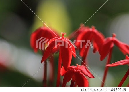 紅傘 紅傘 8970549