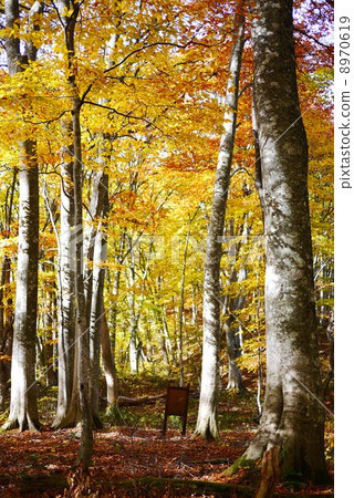 Mini Shirakami的長廊 8970619