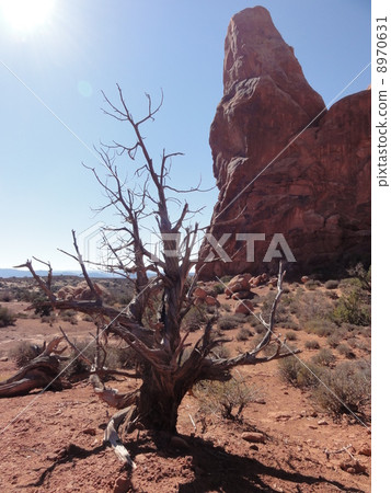 Tree twisted by the strength of energy Tree twisted by the strength of energy 8970631