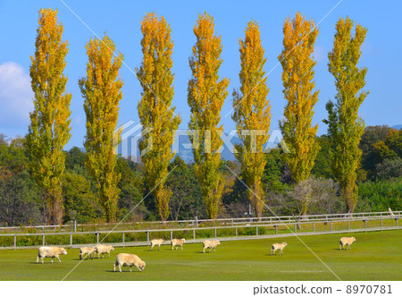 滋賀農業公園布魯姆山 8970781