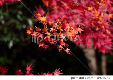 Shokoin 8970787